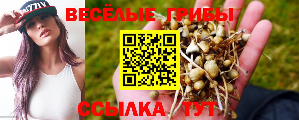 Череповец  Галлюциногенные грибы Psilocybe  Вход с VPN 